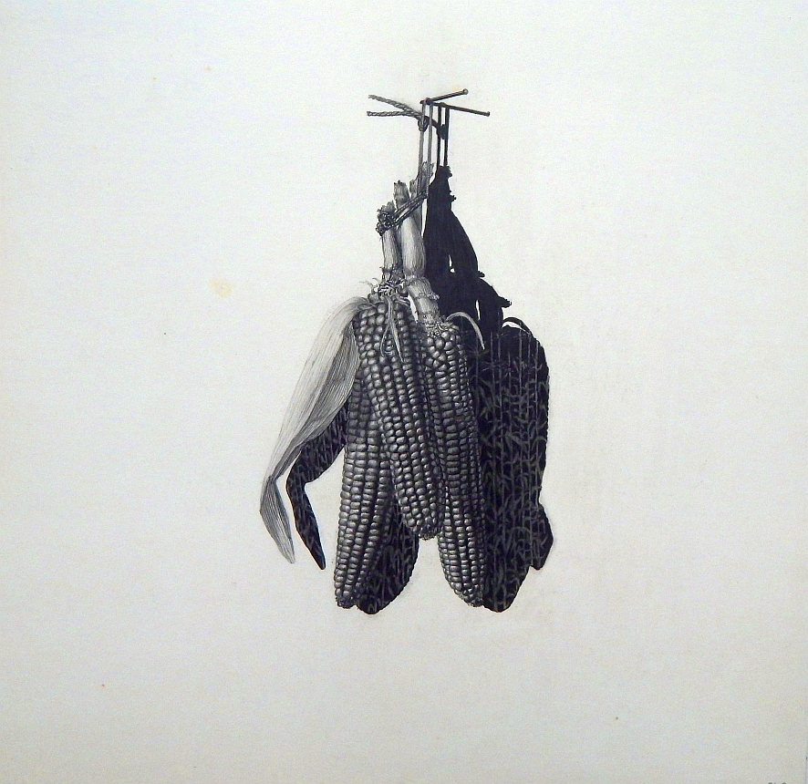 Renato Liermann: Studie (Mais). Bleistift/Karton (1976) Renato Liermann: Studie (Mais). Bleistift/Karton (1976)